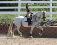 Impecible mare for sale Download?action=showthumb&id=5